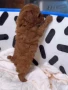ТОЙ Пудел, снимка 4