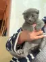 Шотландски клепоухи , снимка 2
