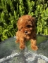 Той Пудел Момче / Toy Poodle Boy, снимка 5