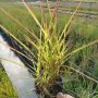 Мискантус Пурпурасценс, студоустойчива трева, снимка 13