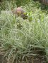 Декоративна пъстра трева Фаларис (Phalaris picta) за Вашата красива градина, снимка 1