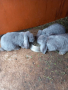 Френски кочовати зайци, снимка 7