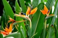 Кралска стрелиция (Strelitzia reginae), снимка 7