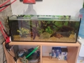 Корен за Аквариум , снимка 7