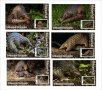 Чисти блокове Фауна Явански панголин 2020 от Тонго, снимка 1 - Филателия - 37603652