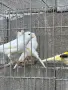 Продавам канари , снимка 1