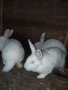 Зайци (цика и калифорнийски), снимка 1 - Други - 31504564