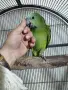 Последно бебе синьочела амазона, снимка 2