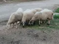 Свободни овце и коч, снимка 7