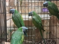 продавам папагали китаиски александар 2023 г 3 женски, снимка 7