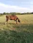 Продавам две телета на година , снимка 1