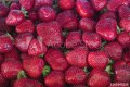 разсад ягоди и малини, снимка 12