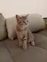 Коте Алис на 4 месеца си търси дом, снимка 5