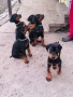 Доберманчета с родословни родители, снимка 9