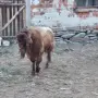 Продавам   пръч, снимка 3