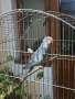 Женски принцов папагал Александрино. , снимка 1