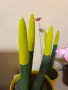 Растения от вида сансевиера (Sansevieria cylindrica 'Velvet Touchz') 20/30см., снимка 6