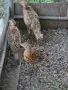 КОЛХИДСКИ ФАЗАНИ, снимка 3