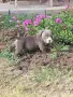 Топ Американско були покет American bully , снимка 4