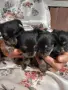 Продавам чорки 3 женски и 1 мъжко , снимка 1