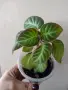 Глоксиния, gloxinia Lindeniana, снимка 3