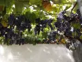 продавам грозде за вино или ракия, снимка 2