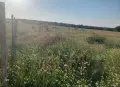 Земеделска земя 10 дка, снимка 7