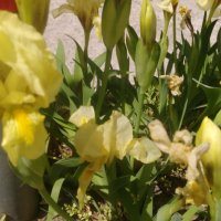 Продавам цветя Ириси, ниски, жълти и тъмно сини, снимка 1 - Разсади - 36896575