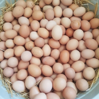 яйца , снимка 1 - Кокошки и пуйки - 44581923