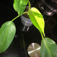 Philodendron Jose Buono , снимка 1 - Стайни растения - 44640540