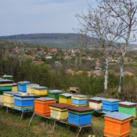 Натурален пчелен мед!, снимка 1 - Пчелни продукти - 42147941