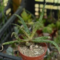 Бейкърово алое (Aloe bakeri), снимка 1 - Стайни растения - 37398709
