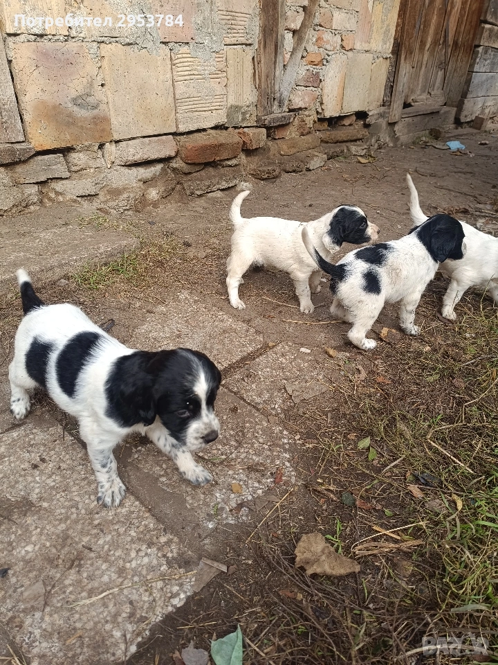 Английски сетер , снимка 1