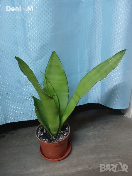 Сансевиера 40см., снимка 1