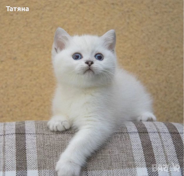 Британски късокосмести котета момчета бели синеоки с доказан произход - родословие, снимка 1