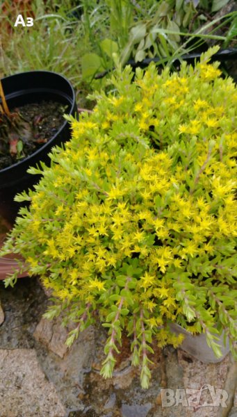 Продавам цветя Седум зимоустойчив - за алеи, алпинеуми, снимка 1