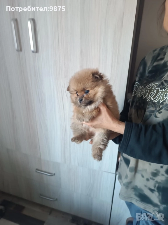 Продавам померани , снимка 1