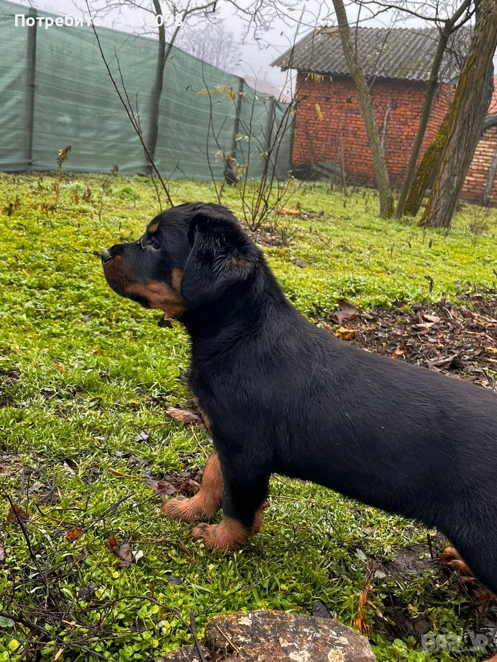 Ротвайлери ,след 2ра ваксина, снимка 1