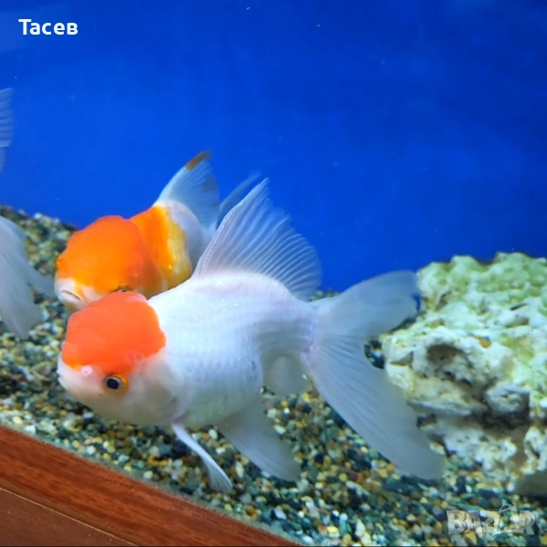 Оранда червена шапка 16-18см, снимка 1