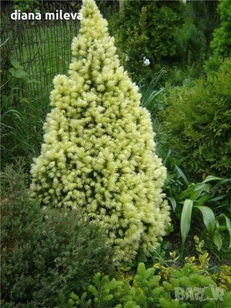 Пицея Дейзи, Picea glauca 'Daisy's White', снимка 1