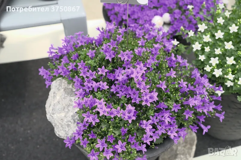 💜🤍💜 КАМПАНУЛА/CAMPANULA, снимка 1