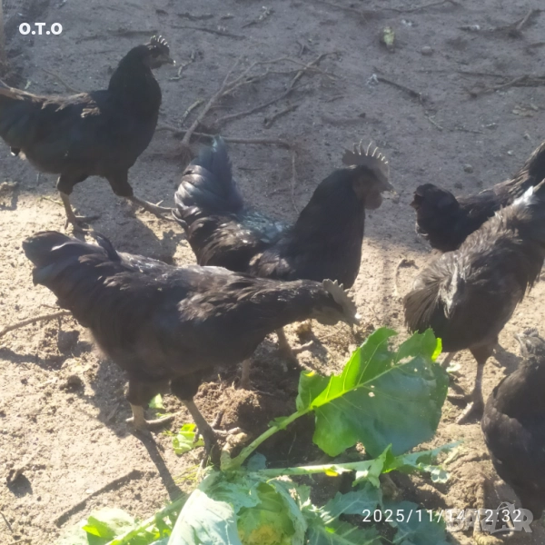 Петли Аям кемани!!, снимка 1