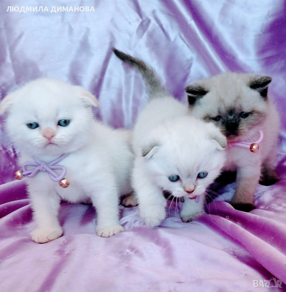 шотландски мъжки със сини очи , снимка 1