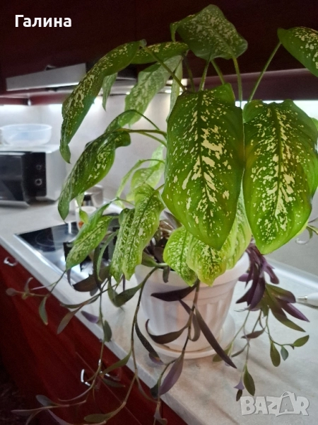Дифенбахия в комбинация пурпорно сърце., снимка 1