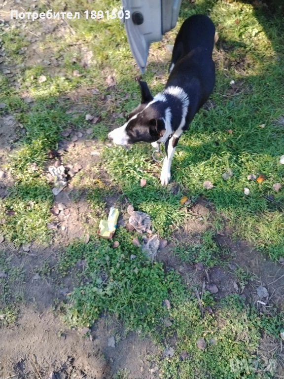 Бордър коли, снимка 1