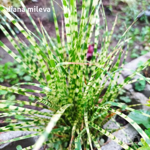 Мискантус Златно кюлче, Miscanthus "Gold Bar", студоустойчива декоративна трева!!, снимка 4 - Градински цветя и растения - 42384063