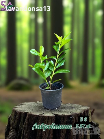 Лавровишна – Вечнозелен Храст за Жив Плет | В Контейнери, снимка 2 - Градински цветя и растения - 42641155