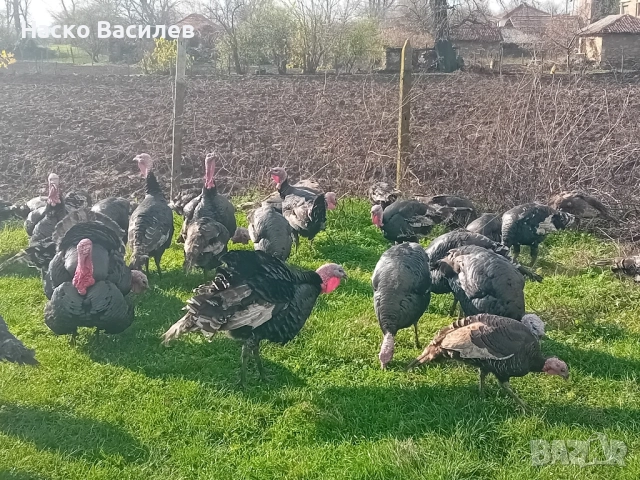 Свободни домашни пуйки гр.хасково 0877222145, снимка 3 - други­ - 52703035
