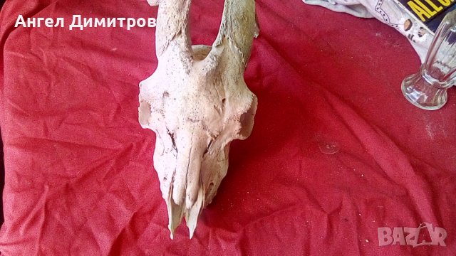 Череп от сръндак , снимка 15 - Антикварни и старинни предмети - 38115260