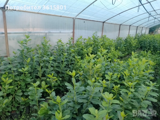 лавровишна 4лв,  лейланди 5лв, снимка 2 - Други стоки за дома - 51589874